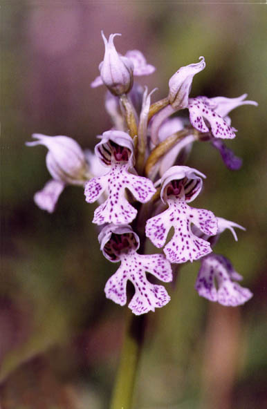 Orchis tridentata a Ficuzza